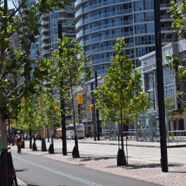 A tree-lined street near the Harbour